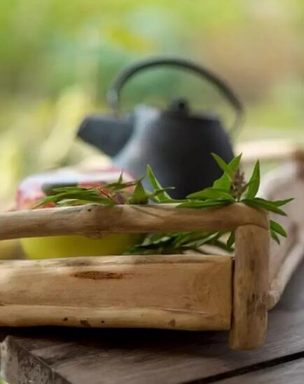 茶之灵，恩养人之性