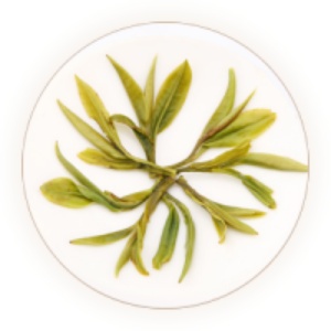 兰溪毛峰茶的叶底.jpg 兰溪毛峰茶的叶底.jpg