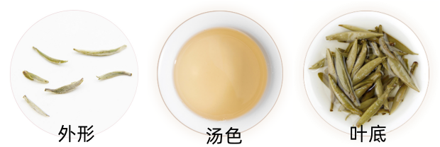 政和白毫银针外形.png