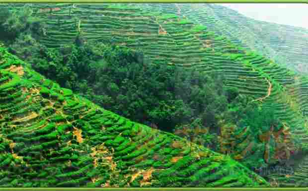 安溪色种.png 安溪色种.png